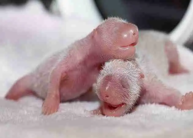 why are giant pandas born so small