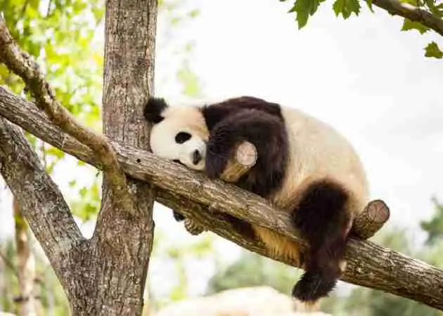 why do giant pandas sleep