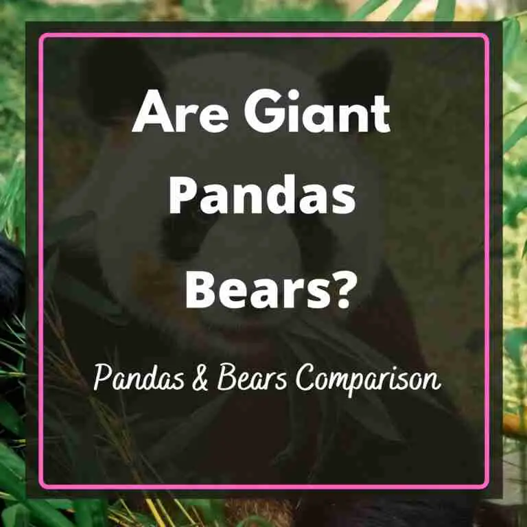 Are Giant Pandas Considered as Bears