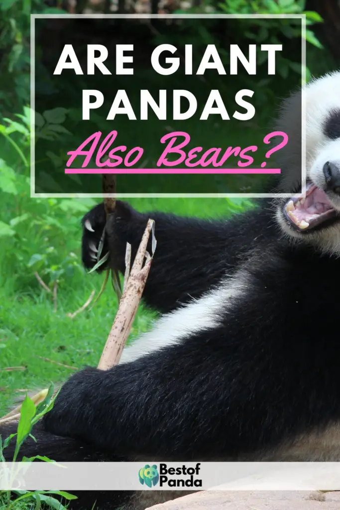 Are giant pandas considered bears