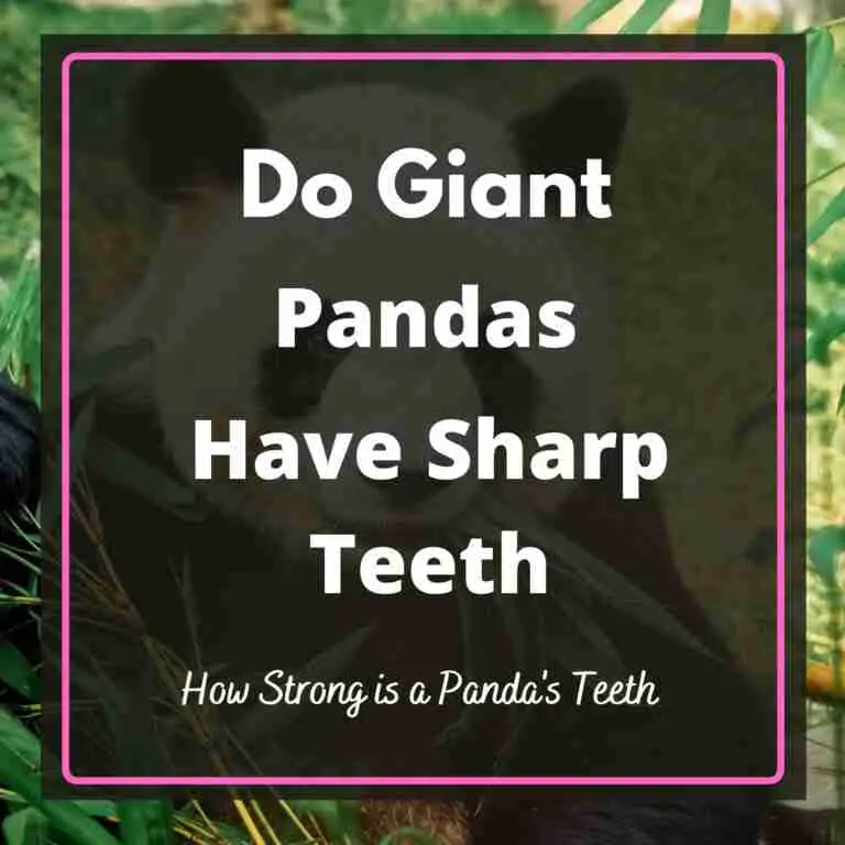 Do Giant Pandas Have Sharp Teeth
