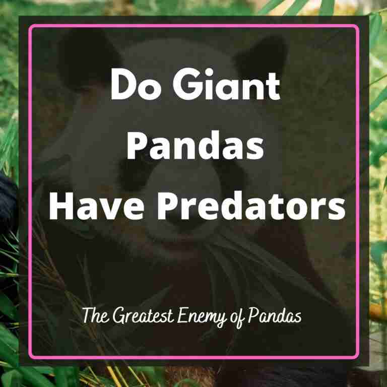 What Are Pandas Predators? (The 5 Deadliest Predators)