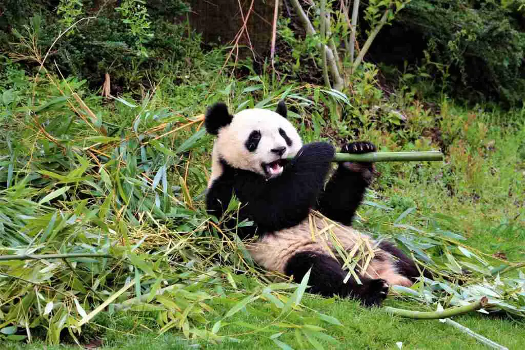 Do Giant Pandas Have Sharp Teeth? 