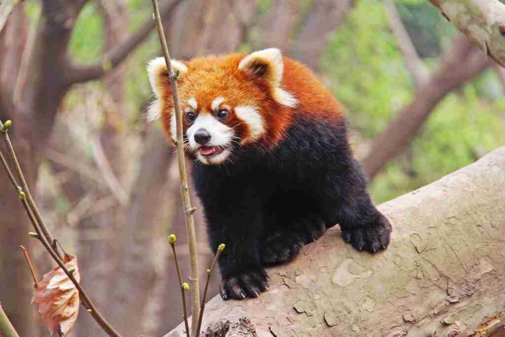 Do red pandas have sharp teeth