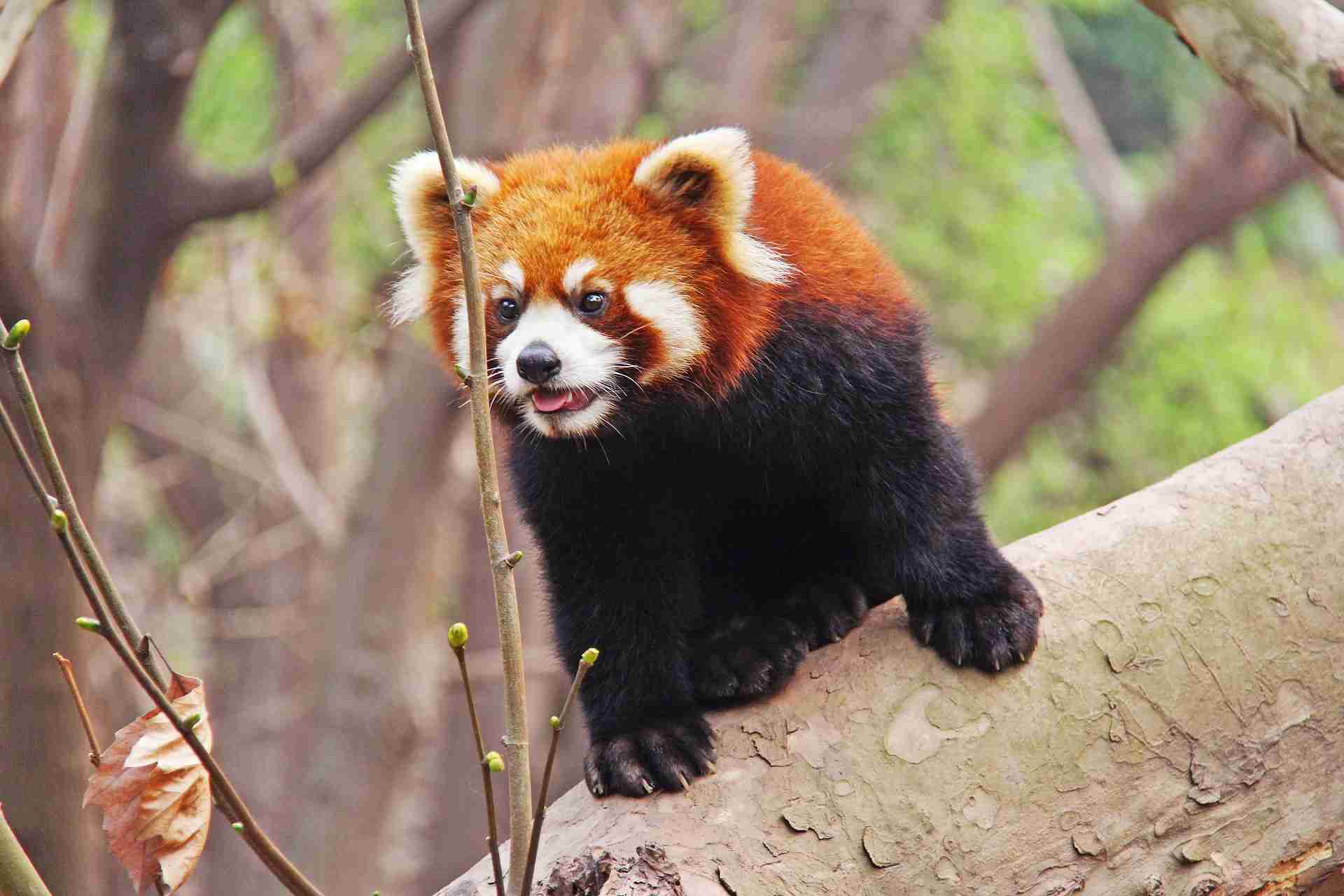 Do Giant Pandas Have Sharp Teeth? [Explained]