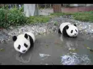 panda predators