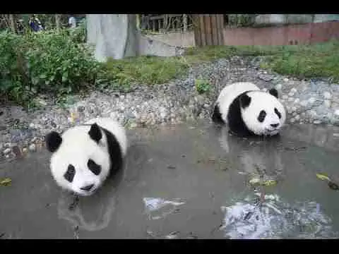 How do giant pandas escape their enemies?