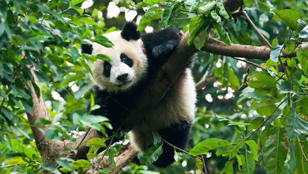 What Are Pandas Predators? (The 5 Deadliest Predators)