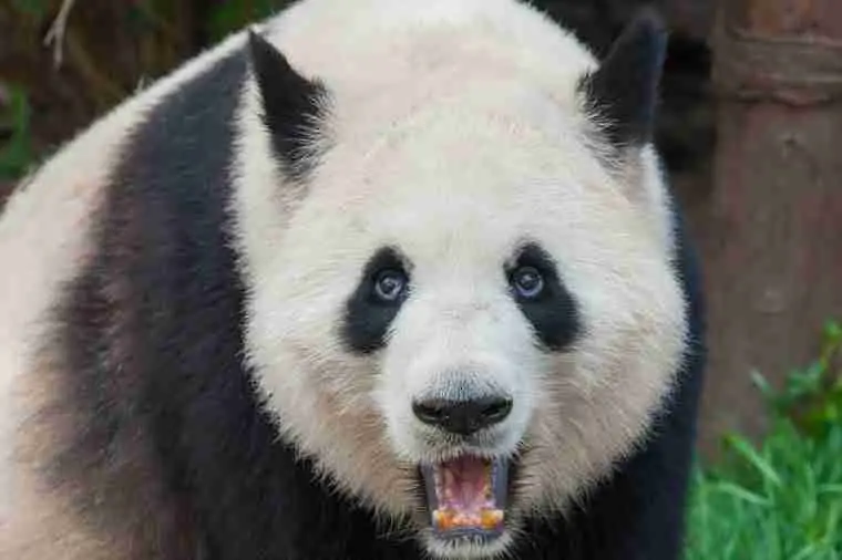  How do pandas fight their predators?