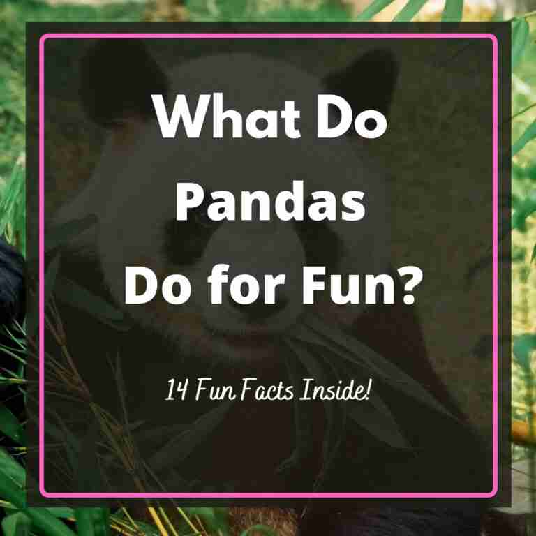 What Do Giant Pandas Do for Fun