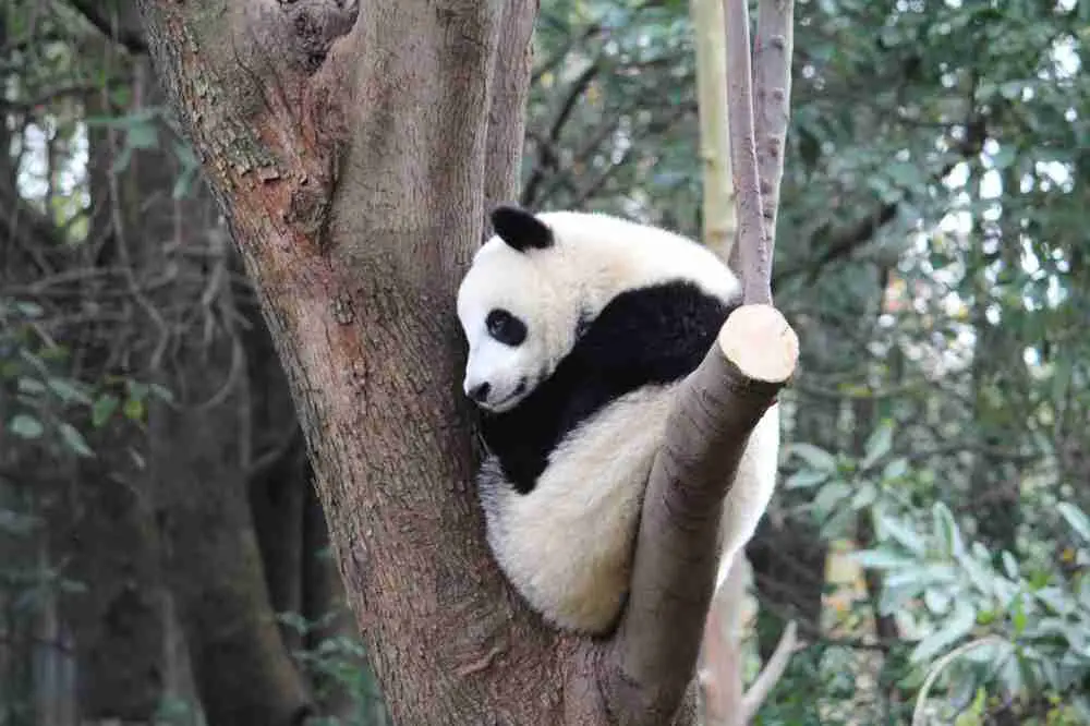 What activities do giant pandas do