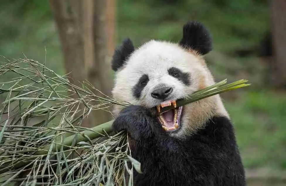 What do giant pandas teeth look like?