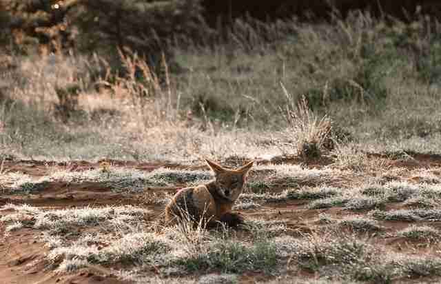 What Are Pandas Predators? (The 5 Deadliest Predators)