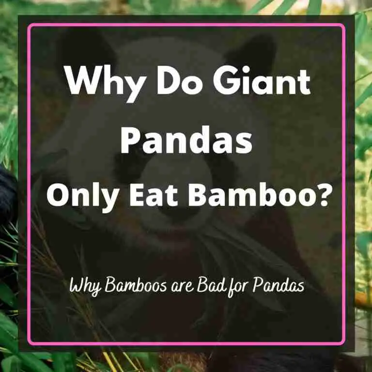 Why do giant pandas only eat bamboo