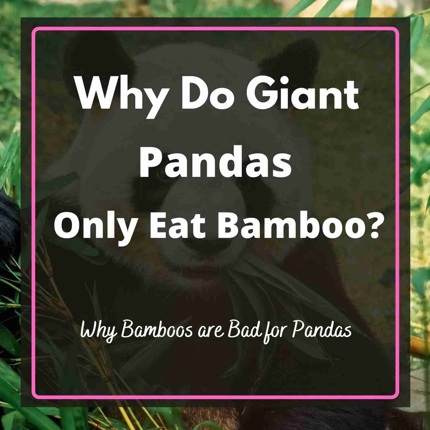 Why Do Giant Pandas Only Eat Bamboo? (Solved!)