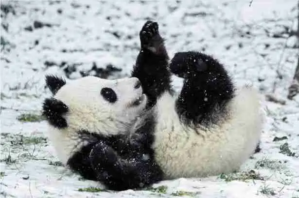 Do giant pandas like to play