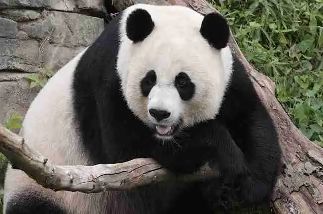 how are pandas different from bears