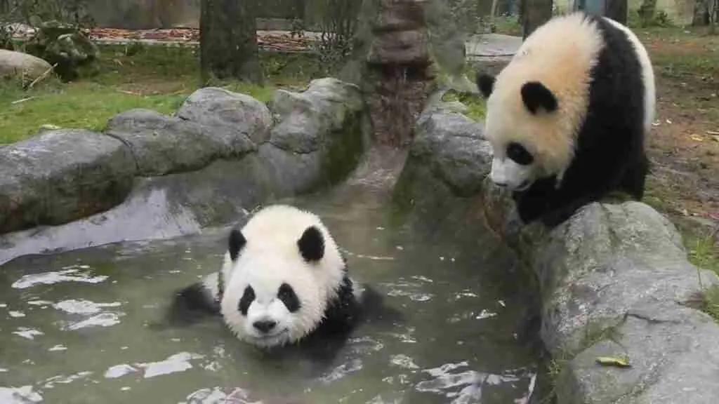 What activities do pandas do?