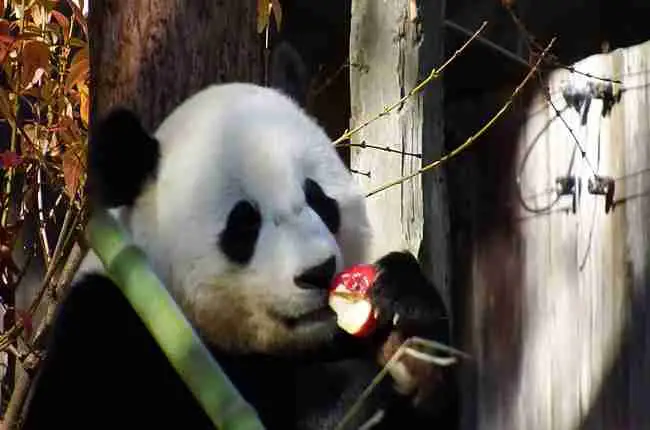 what do giant pandas eat other than bamboo