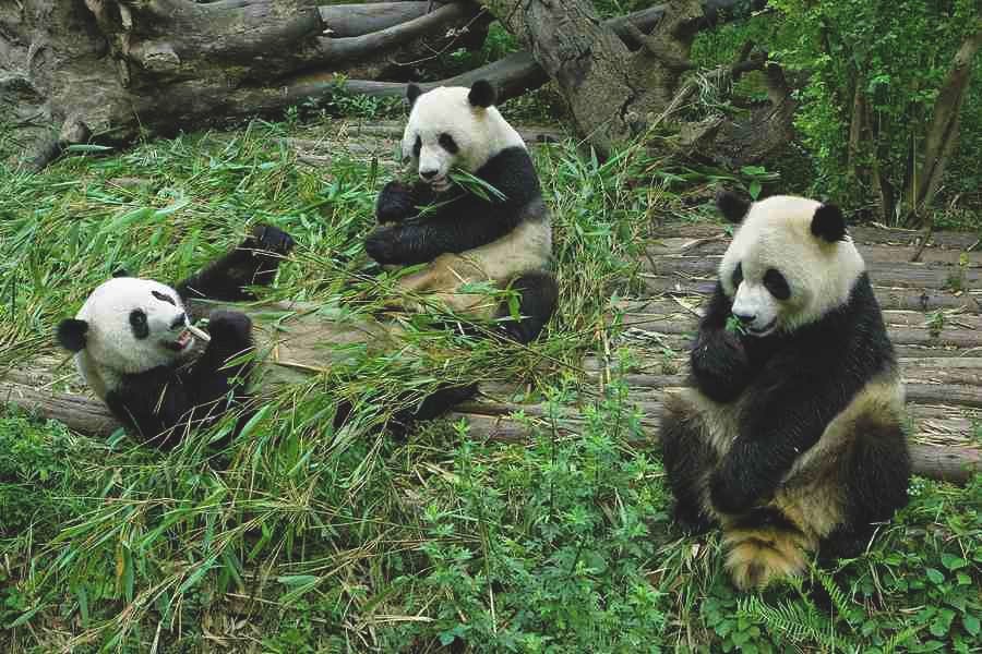 What do pandas do all day?