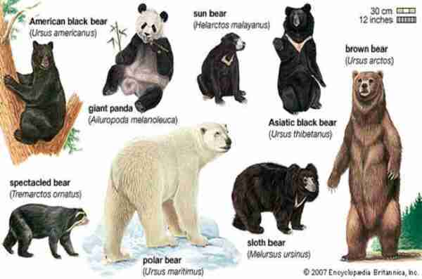 Are Pandas Considered Bears? (Similarities & Differences)