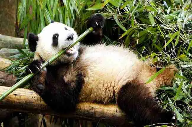 why do pandas eat bamboo and not meat
