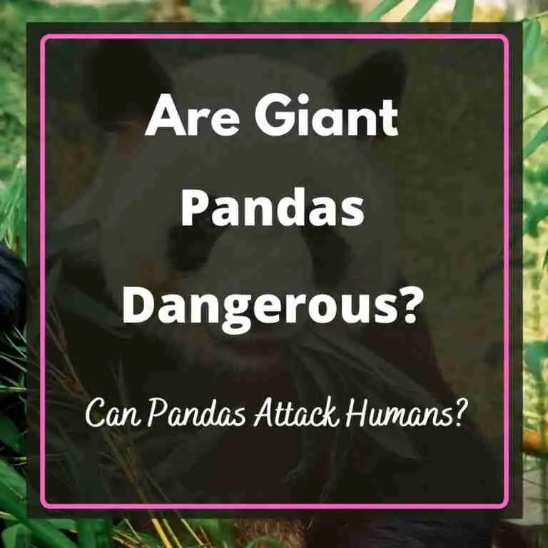 Are Giant Pandas Dangerous to Humans