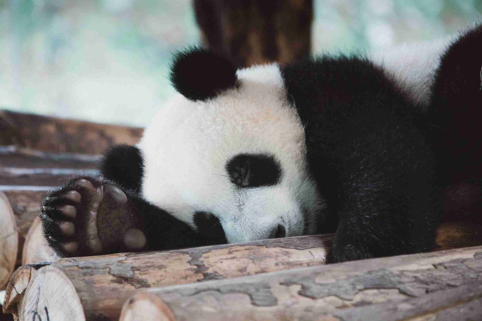 giant pandas have fingers