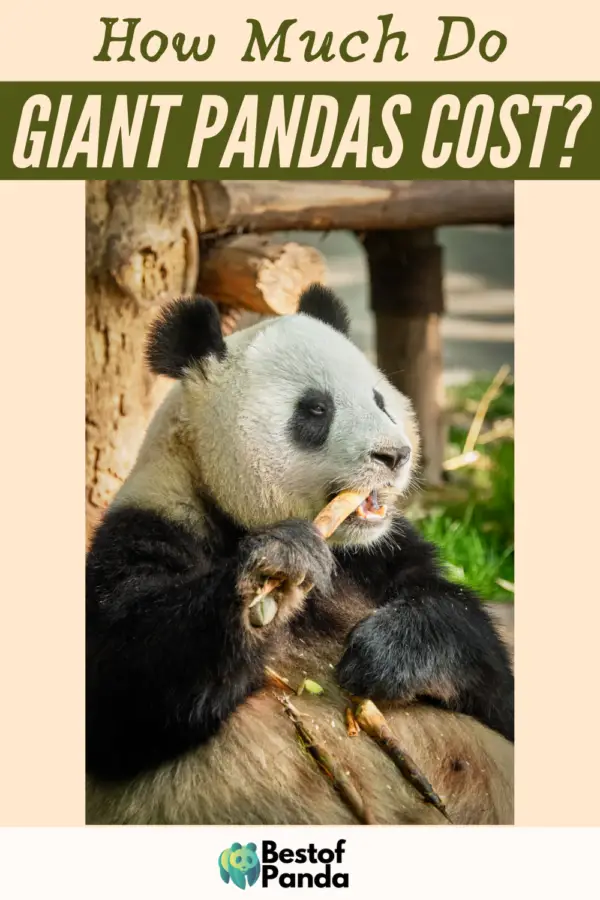 How Much Do Giant Pandas Cost? (Explained) | BestofPanda