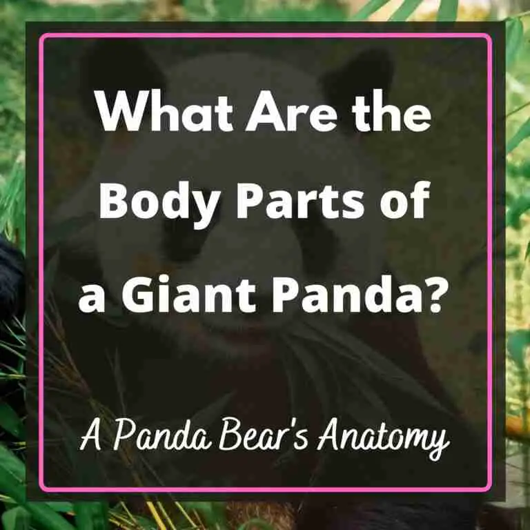 What are the body parts of a giant panda - panda bear anatomy