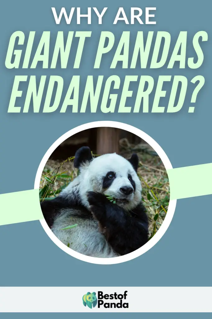 Why Are Giant Pandas Endangered