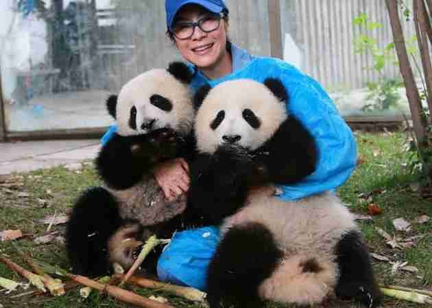 are giant pandas friendly