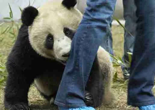 do giant pandas bite
