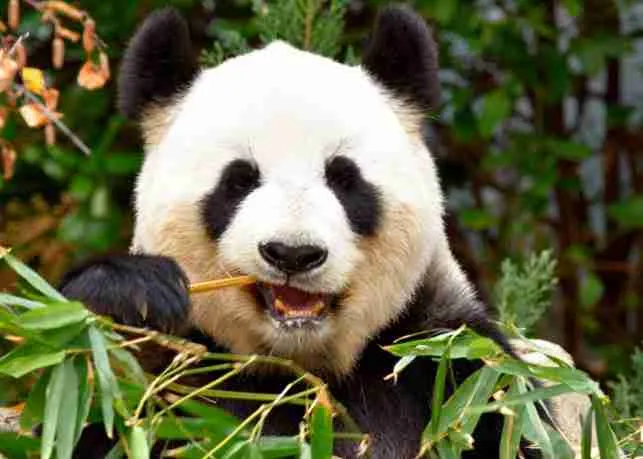 giant pandas don't have whiskers