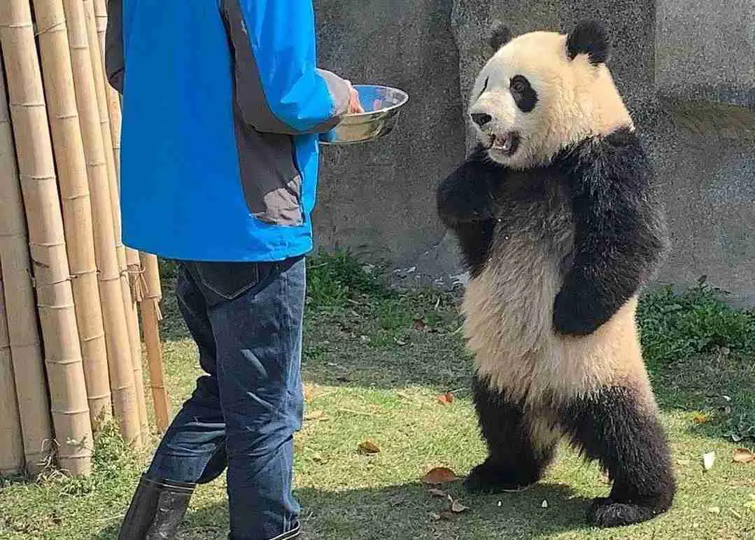 giant pandas have arms and legs