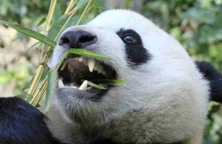 giant pandas have sharp teeth