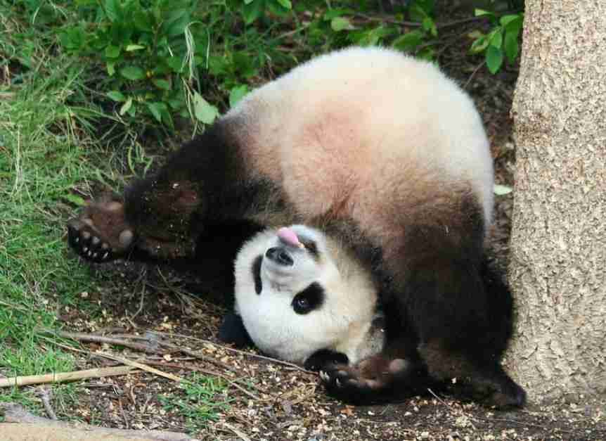 giant pandas have tail