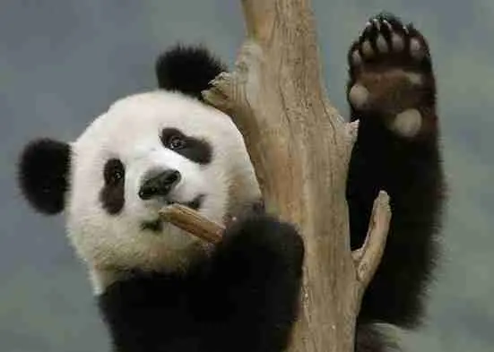 giant pandas have thumbs