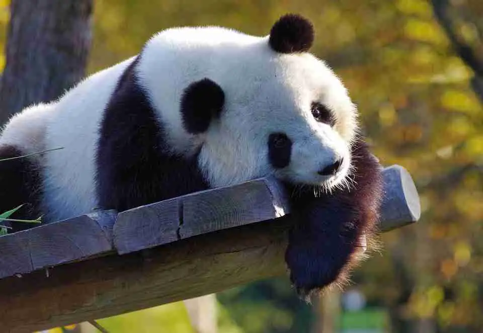 what animals are no longer endangered in 2021 (giant panda)