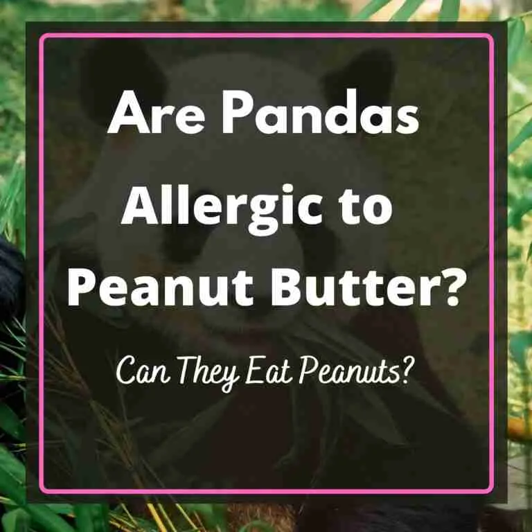 Are Pandas Allergic to Peanut Butter