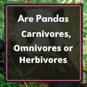 Are Giant Pandas Carnivores, Herbivores, or Omnivores?