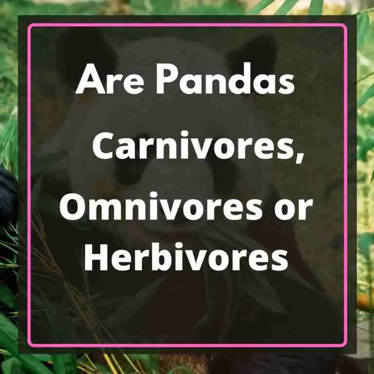 Are Pandas Carnivores Omnivores or Herbivores