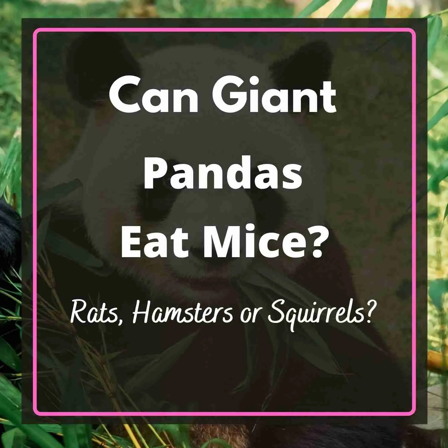 Can Giant Pandas Eat Mice
