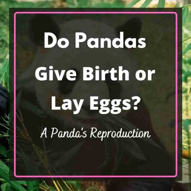 Do Giant Pandas Give Birth or Lay Eggs