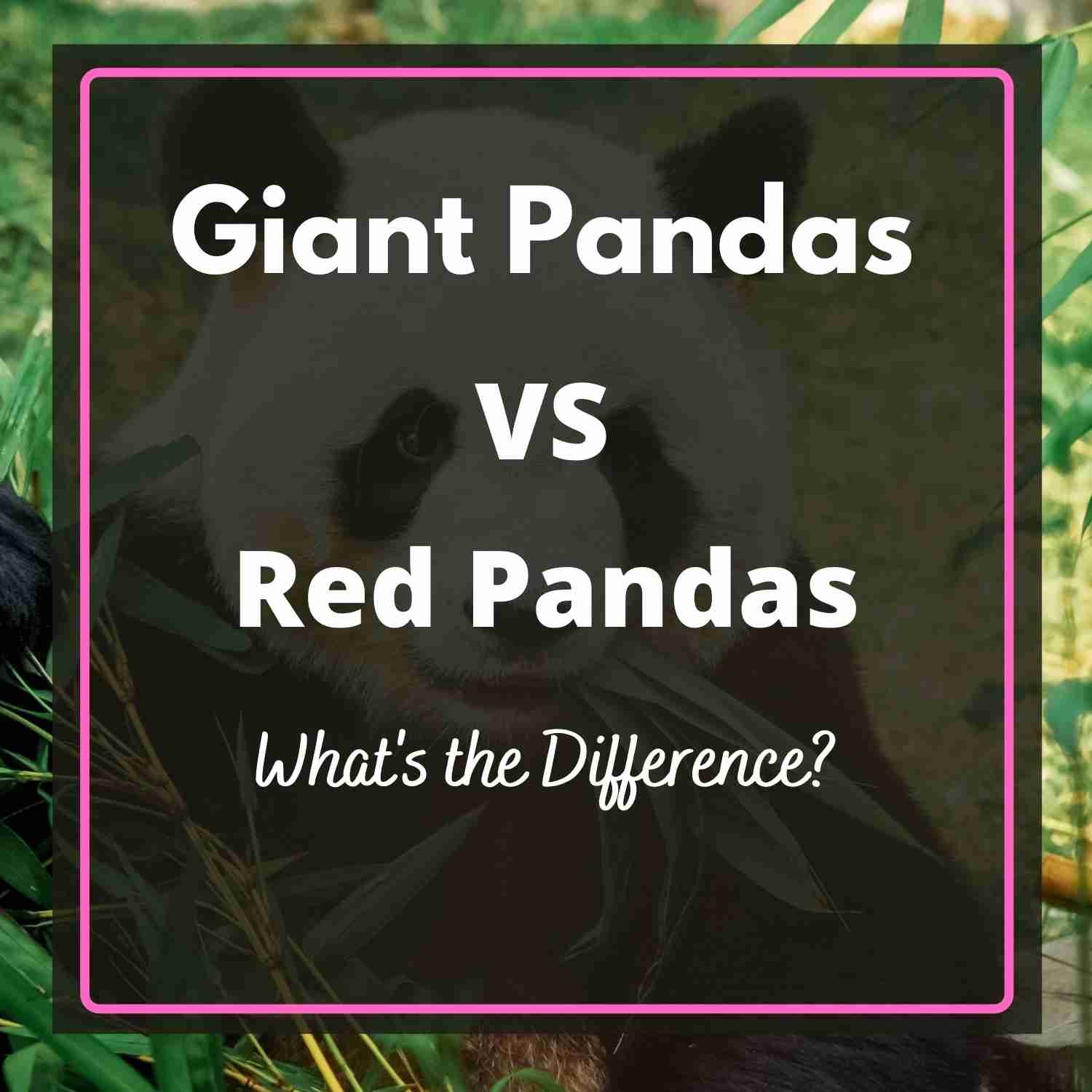 Difference Between Red Panda And Panda