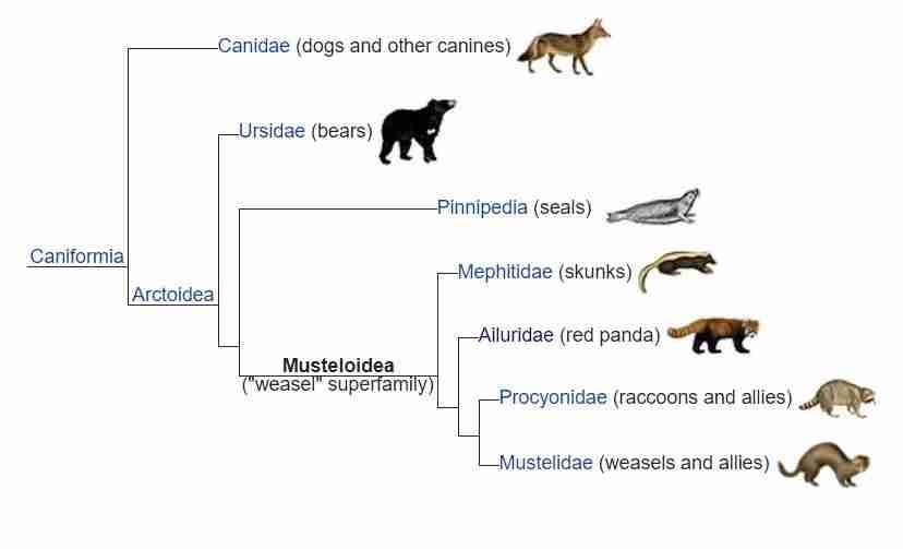 Giant Pandas vs Red Pandas (5 Main Differences)