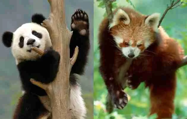 Giant Pandas vs Red Pandas (5 Main Differences)