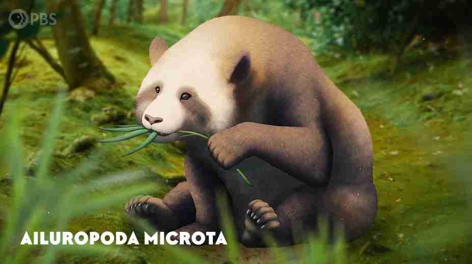 panda common ancestor