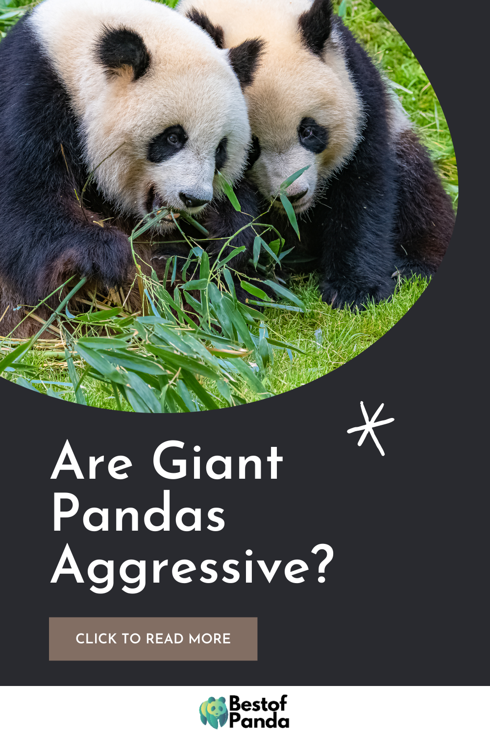 Are Giant Pandas Aggressive? (3 Things You Should Know)