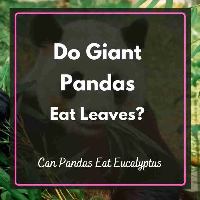 Do Giant Pandas Eat Leaves